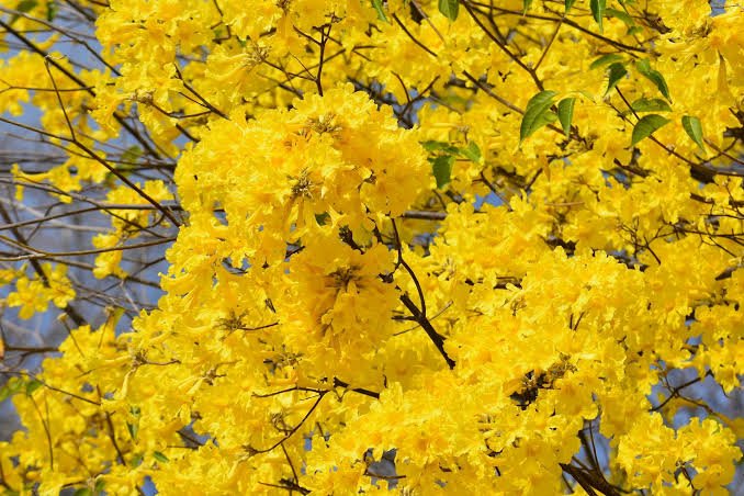 Phagun Bou tree